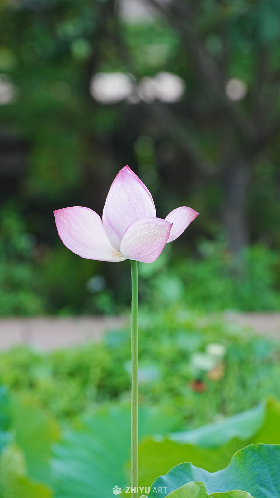 静谧的莲花