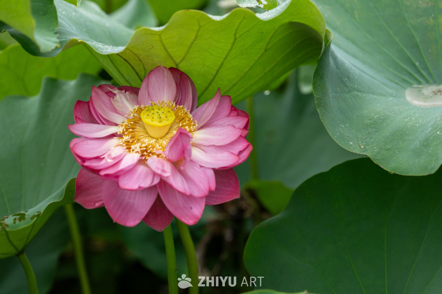 荷花 62