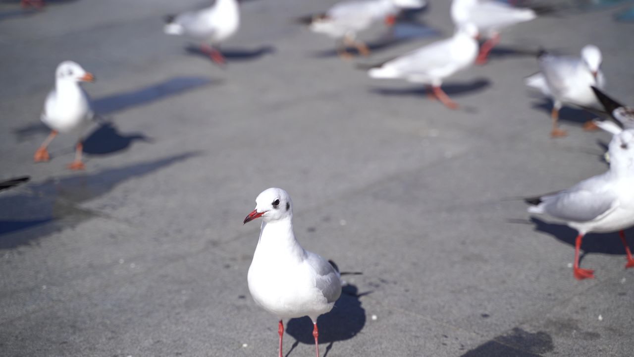 昆明海埂大坝海鸥