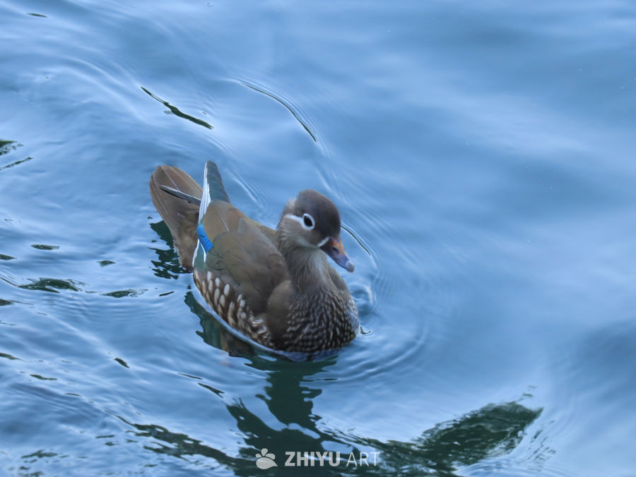 湖上鸳鸯静谧游