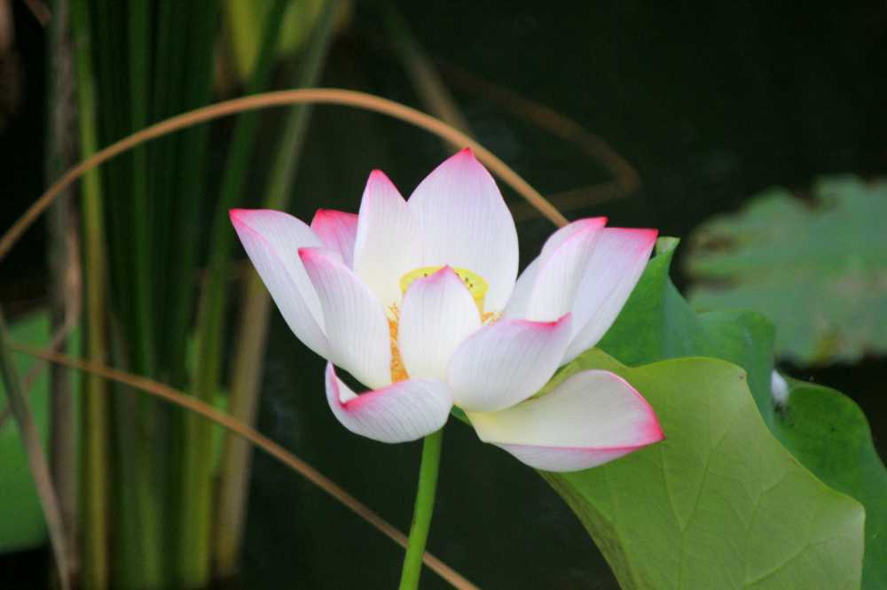莲花
