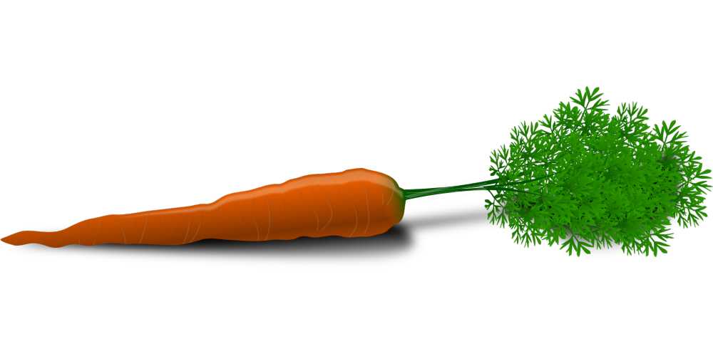 胡萝卜根蔬菜橙色多彩绿色的树叶食用有营养原小吃健康维生素