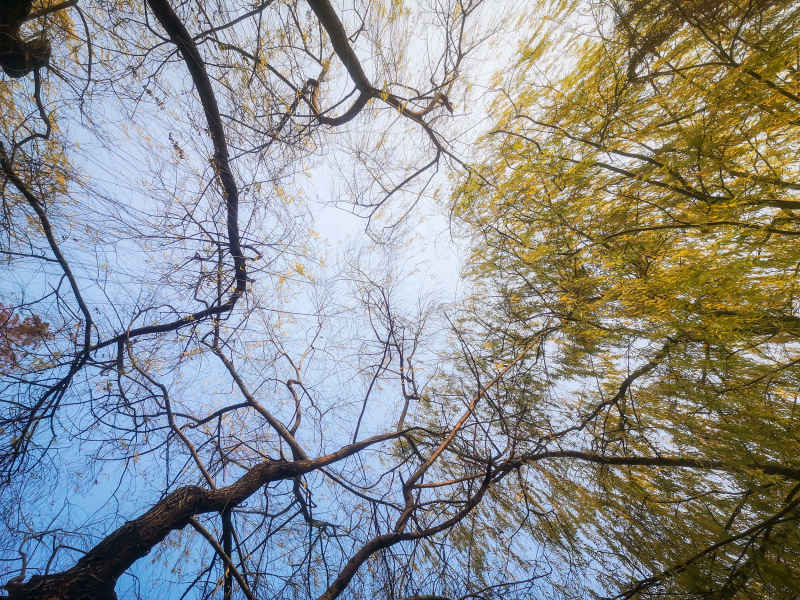 植物垂柳柳树摄影图 