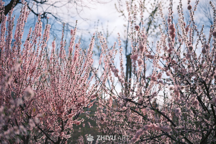 春天 18