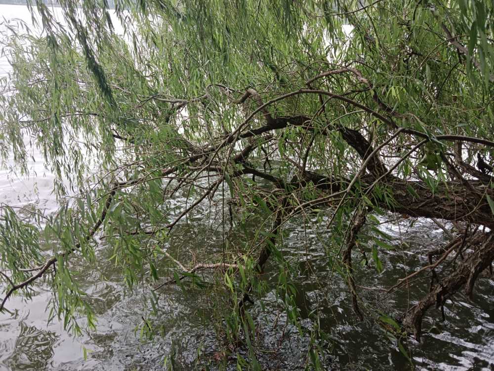 风景