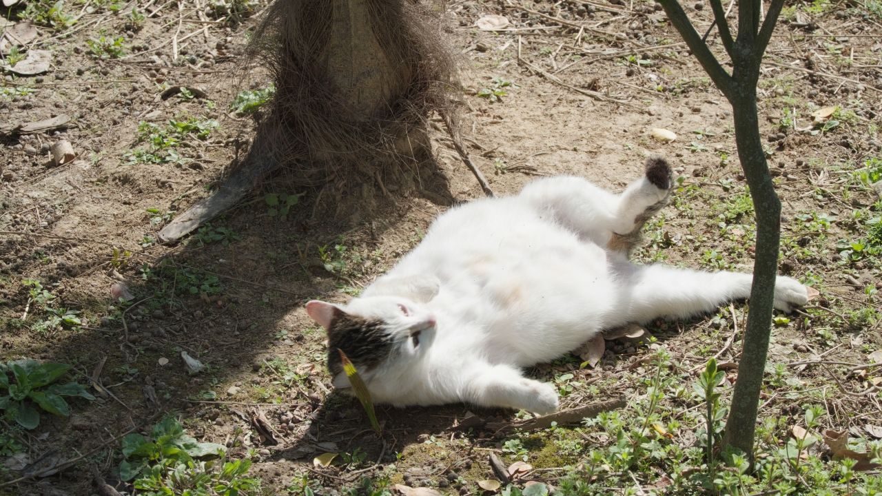 春天公园里可爱的猫咪流浪猫 31