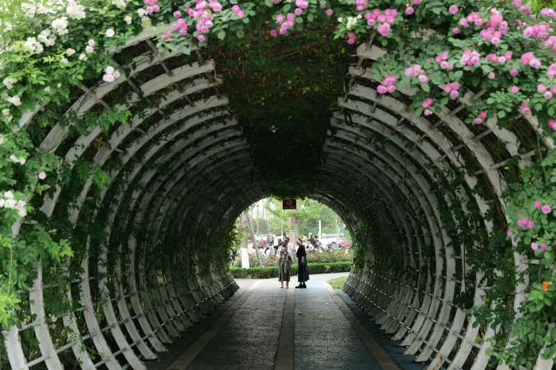 月季花 1