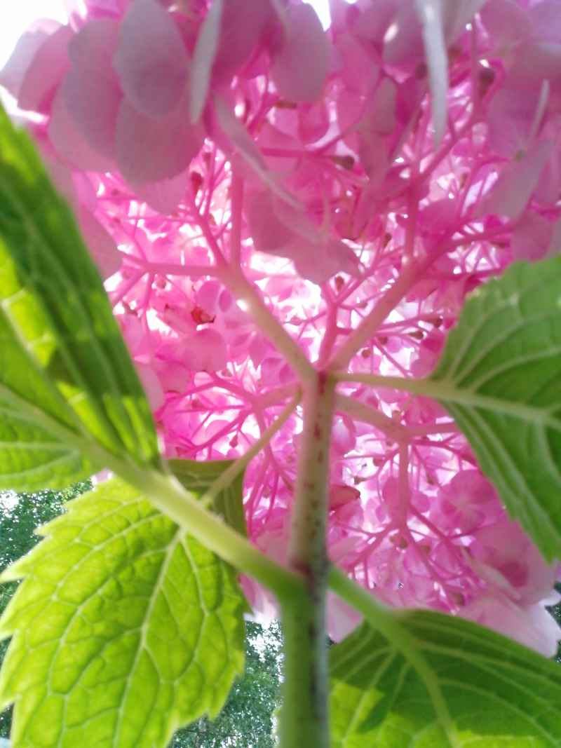 叶下看花