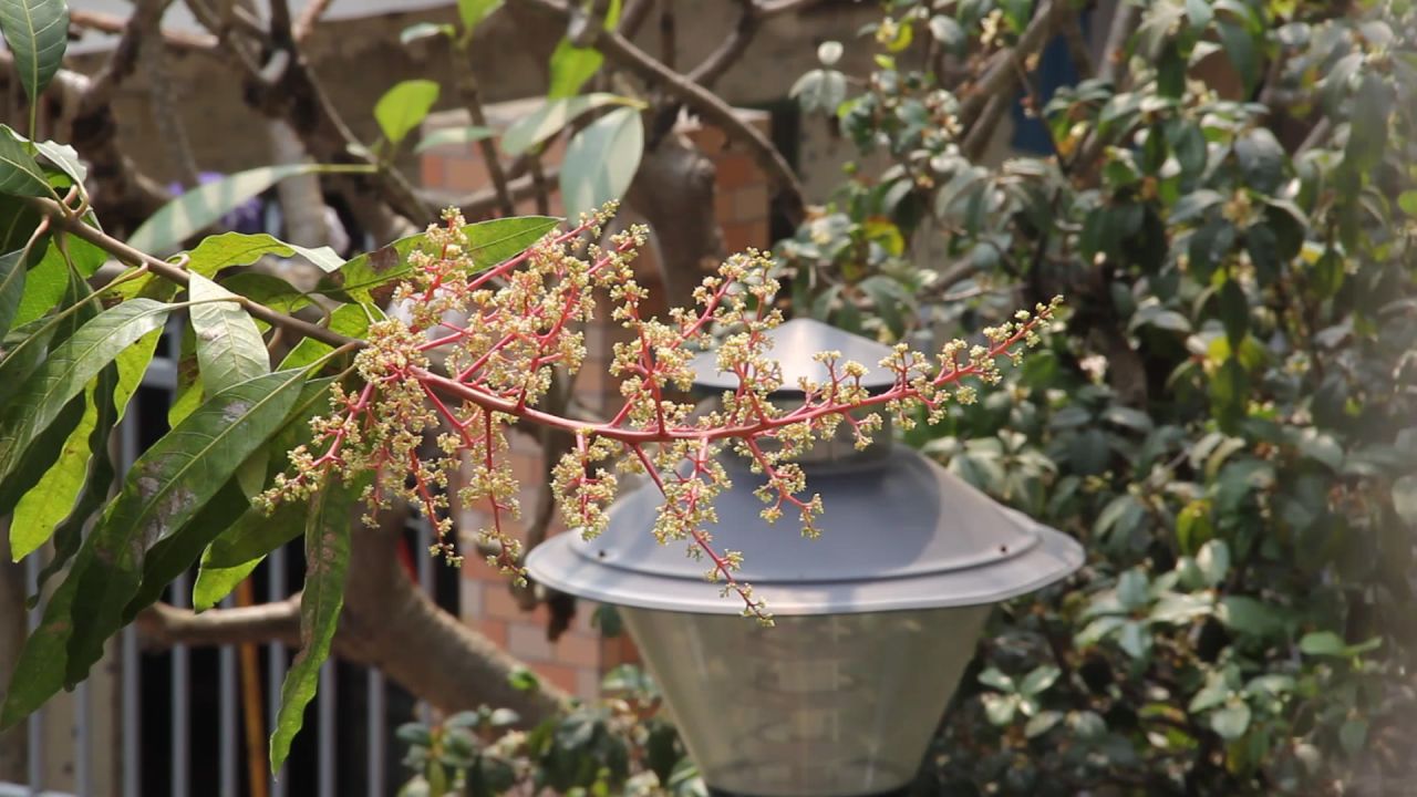 三月芒果花枝摇