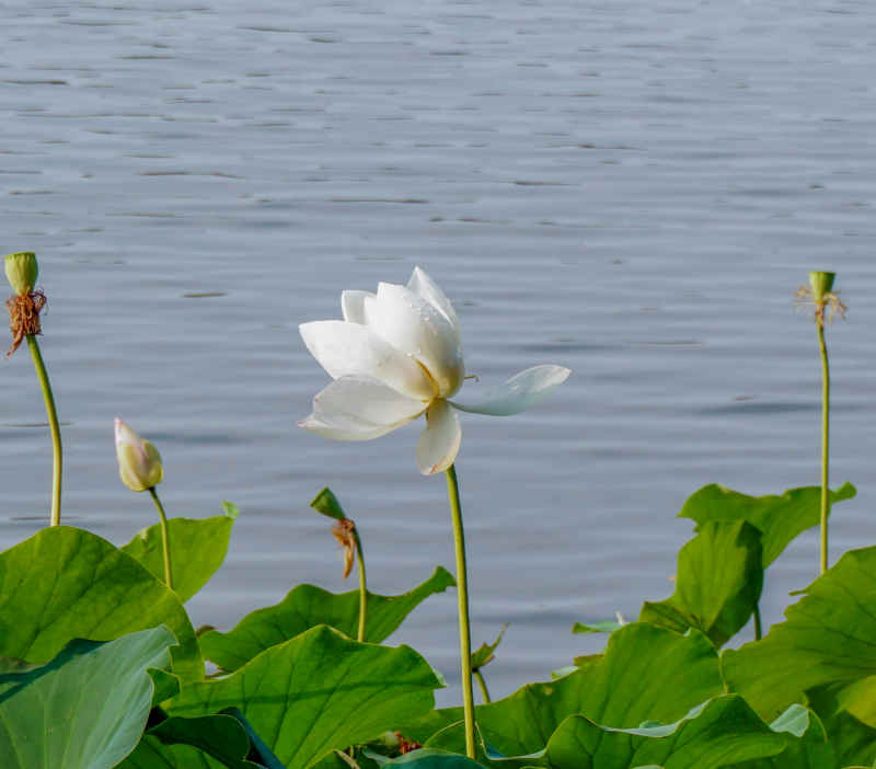 荷花