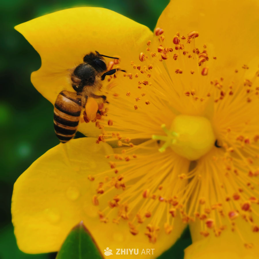 《黄蕊·蜂影》