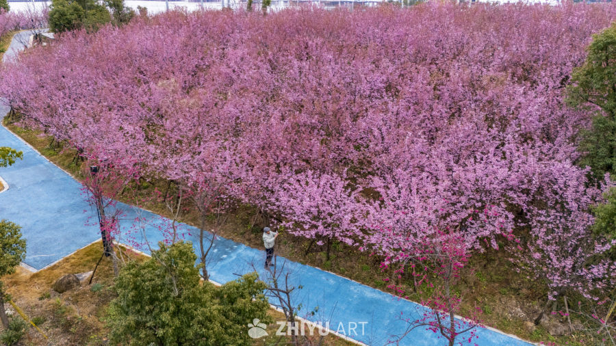 樱花盛开的公园