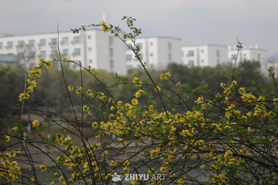 春日花枝映城市