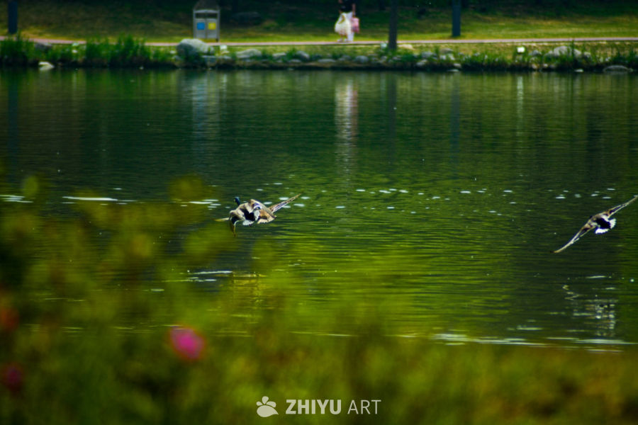 湖畔飞鸭，静谧自然