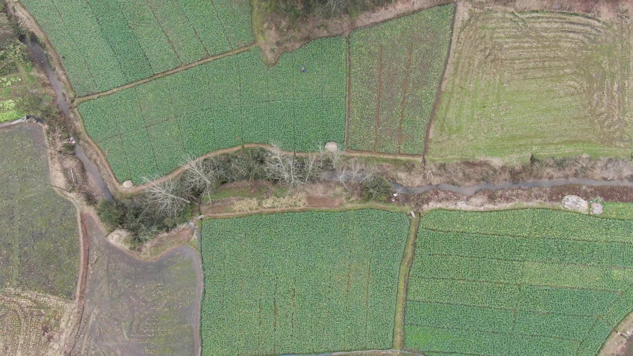航拍农业种植农作物油菜幼苗