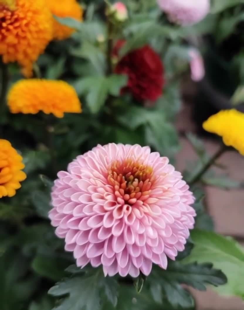 粉色球形花朵特写，周围点缀多种色彩鲜花