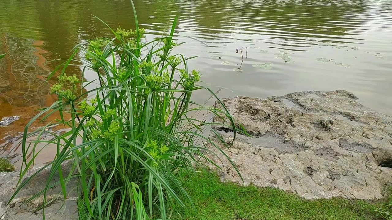 湖边风车草