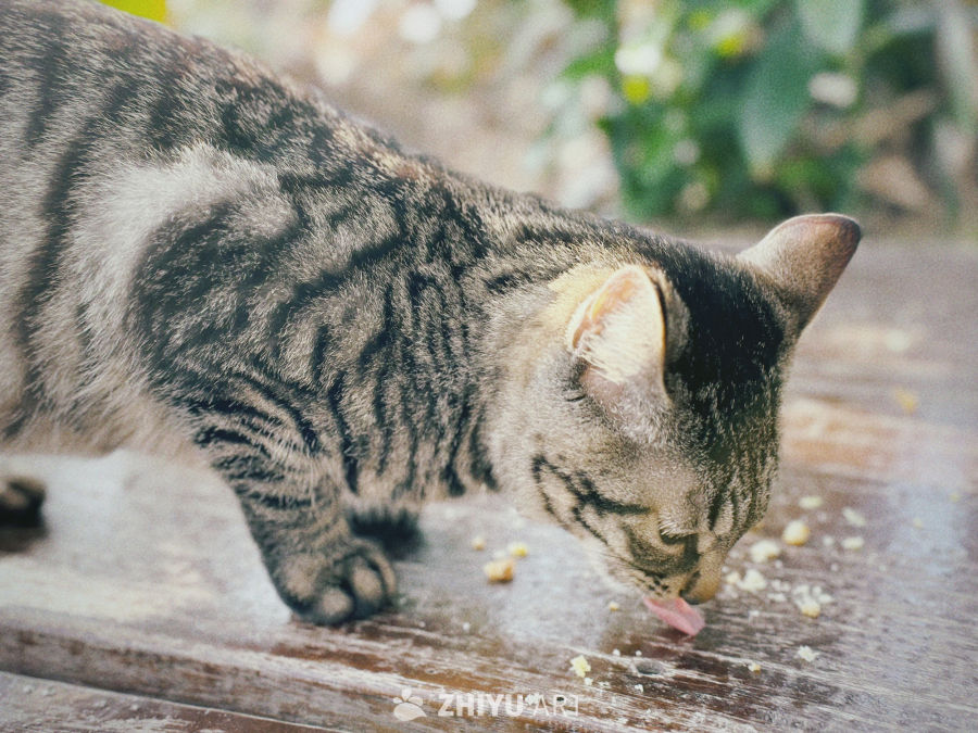 上海辰山植物园的狸花猫 1
