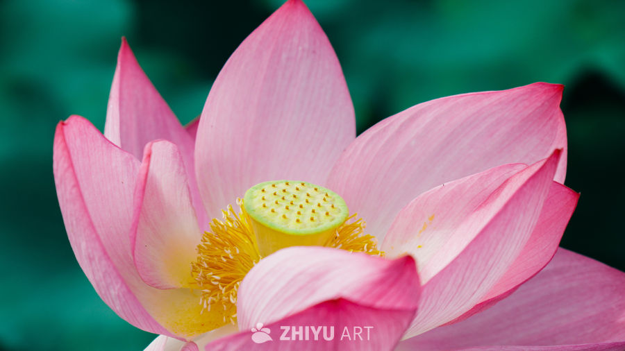 粉嫩莲花绽放