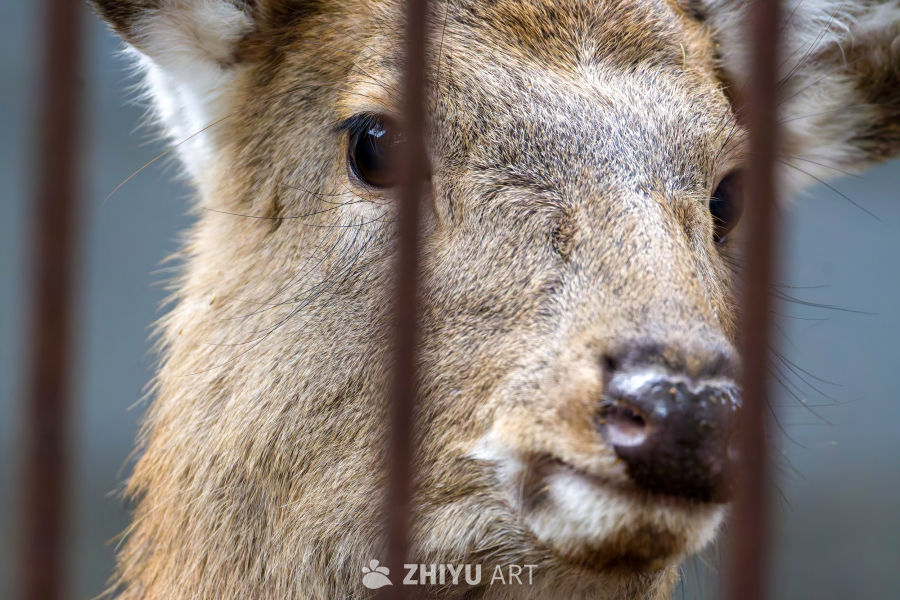 八线小县城动物园