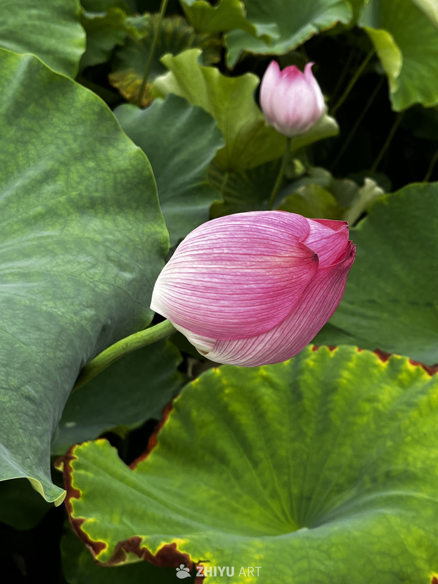 粉嫩莲花与绿叶共舞