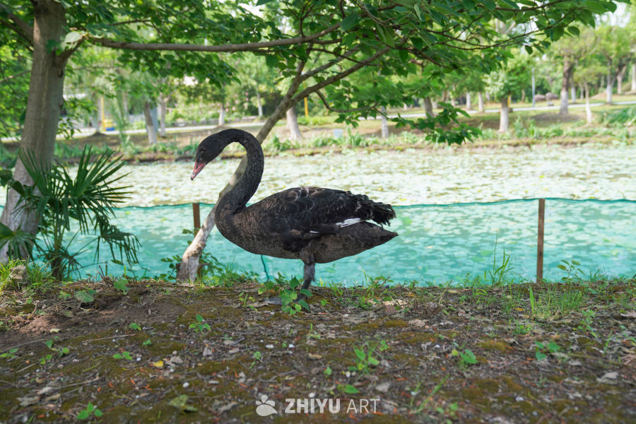 公园里的天鹅岛 8