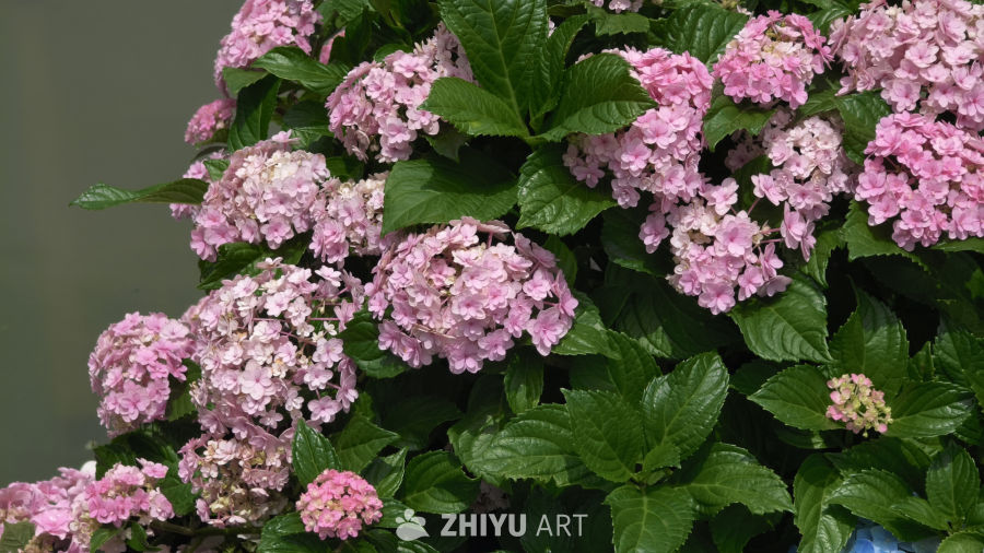 夏日里盛开的绣球花