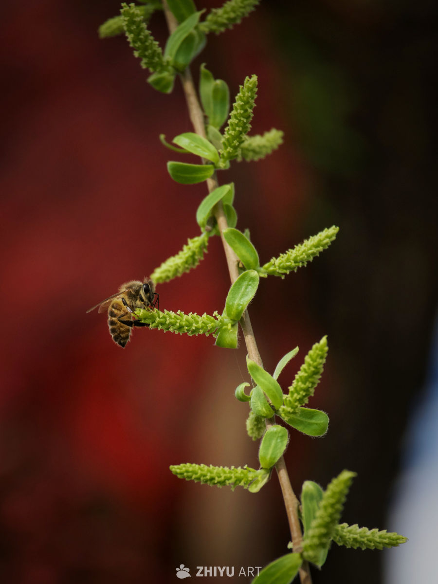 蜜蜂