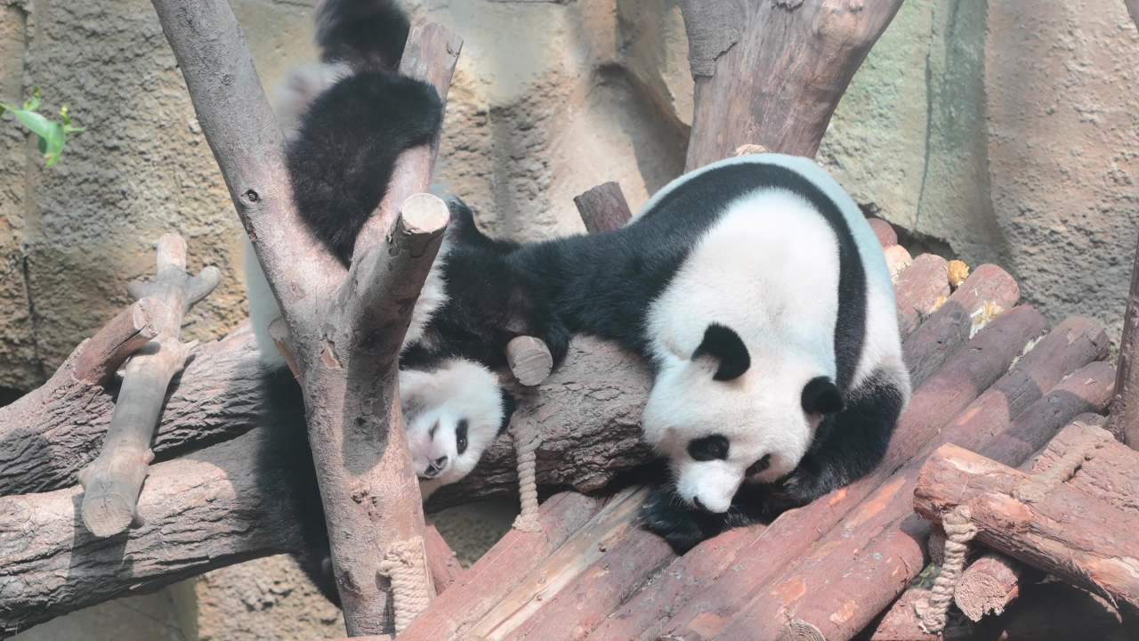 川西 视频合集 3