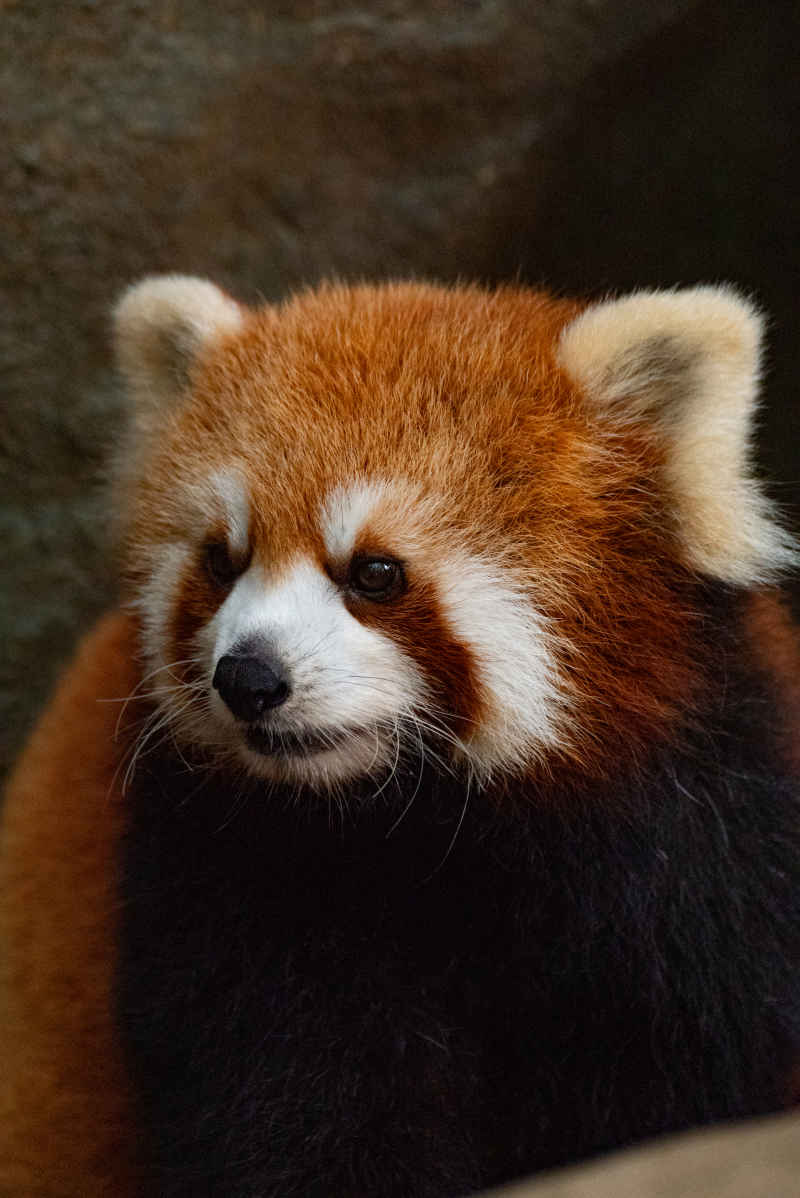 小熊猫
