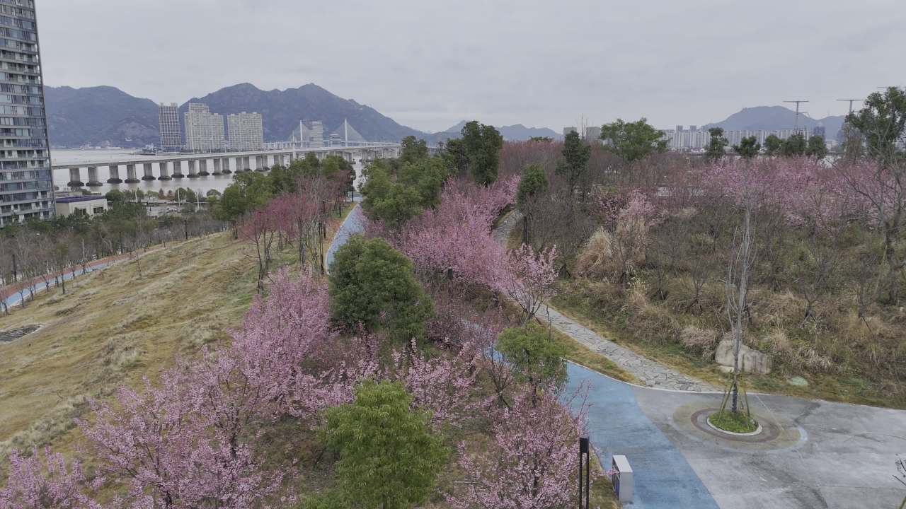 城市中的樱花盛开