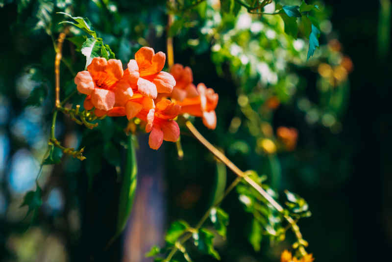 凌霄花 1