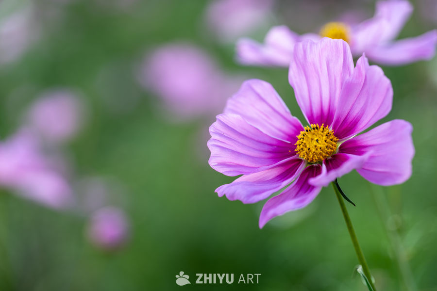 古楼荷花 15