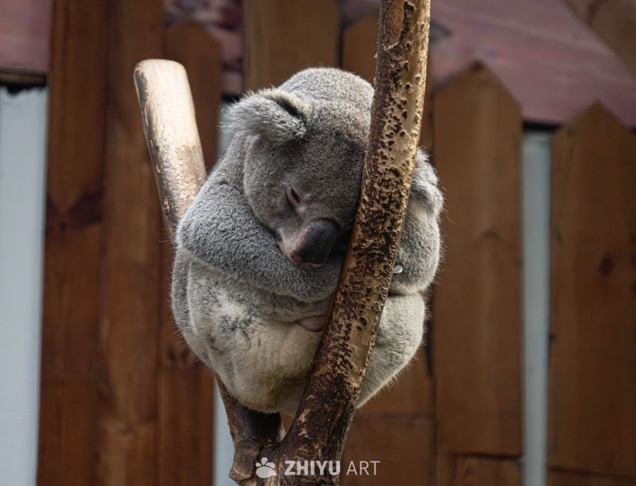 树干上的睡梦考拉