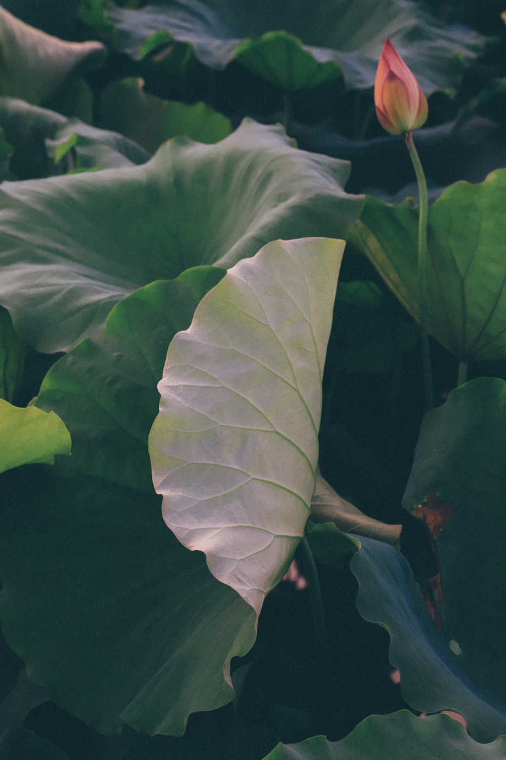 荷