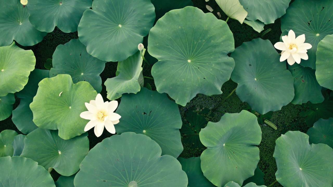 夏天池塘荷花荷叶莲蓬蜻蜓 5