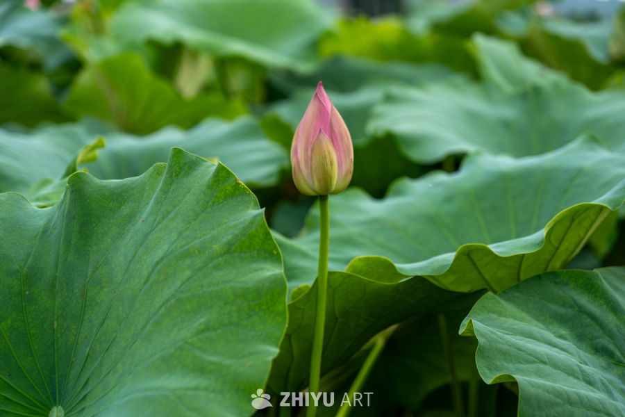 荷花 4