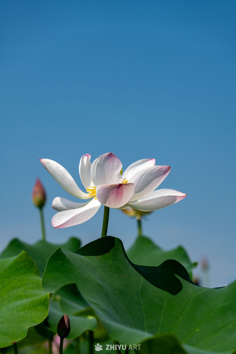 荷花 179