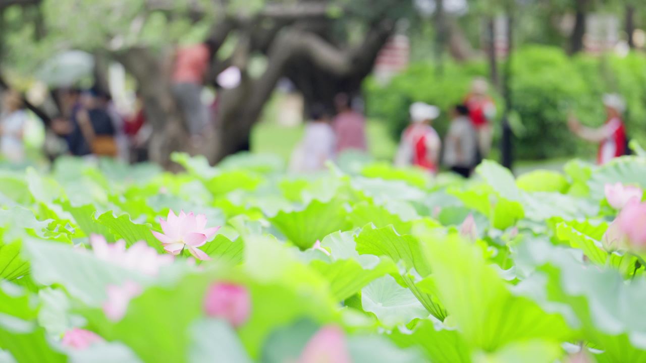 荷花02509848