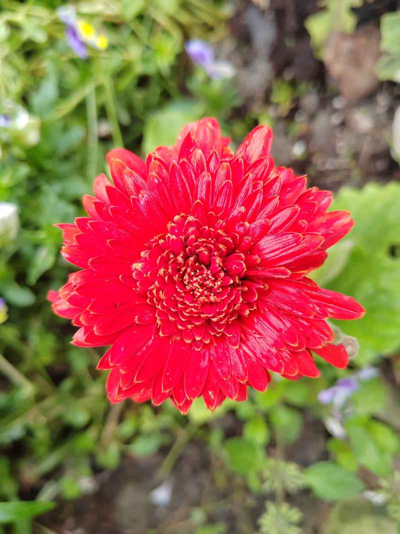 花