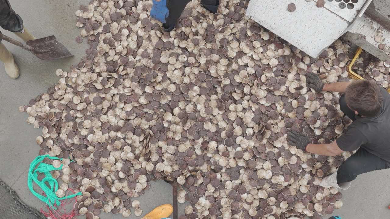 渔民分拣扇贝现场