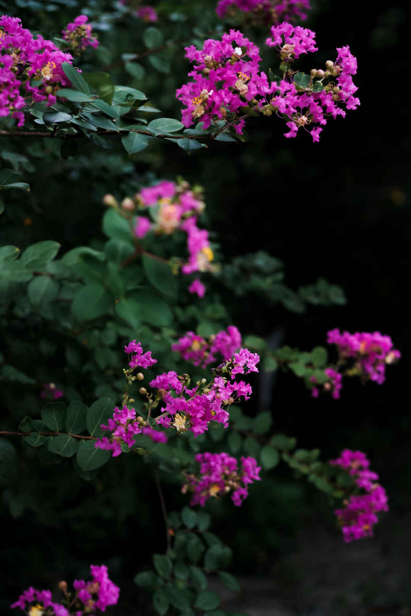 紫薇花 21