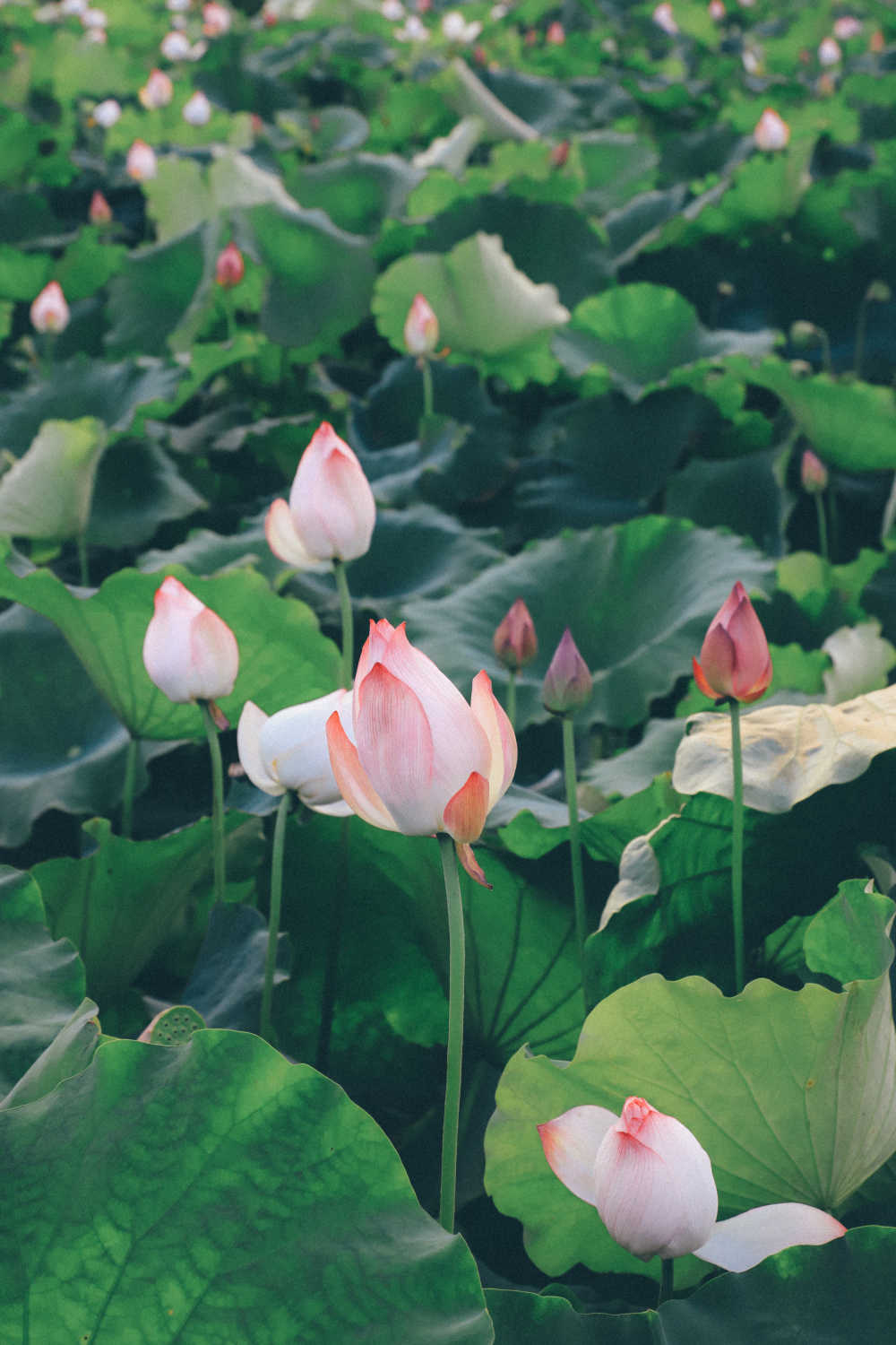 荷