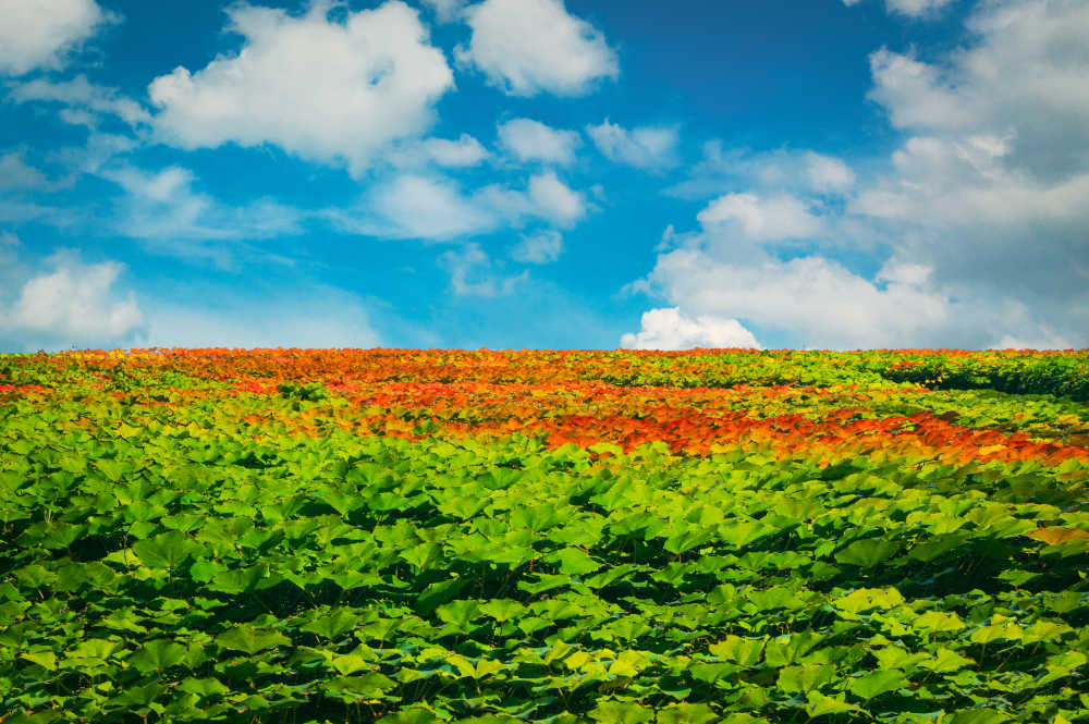 爬山虎
