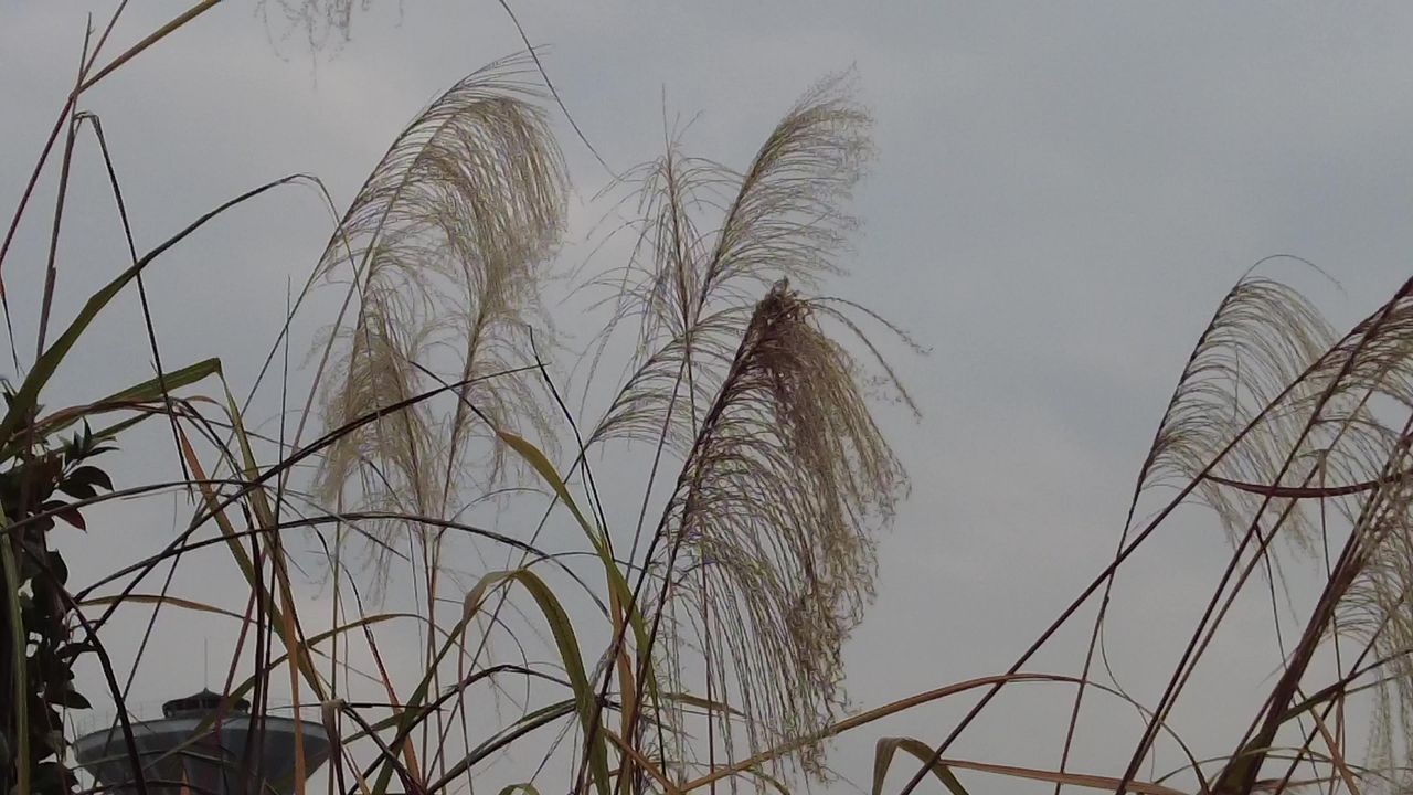 枯萎芦苇植物实拍 