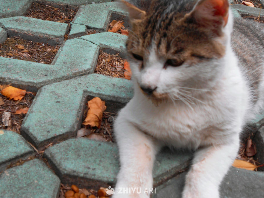 好米的猫猫