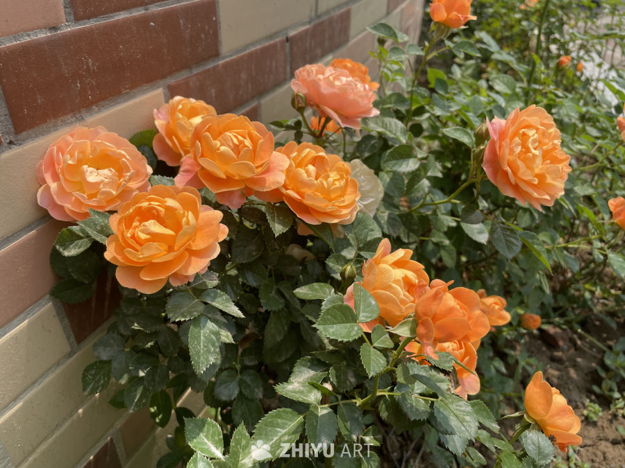 春季花卉 29