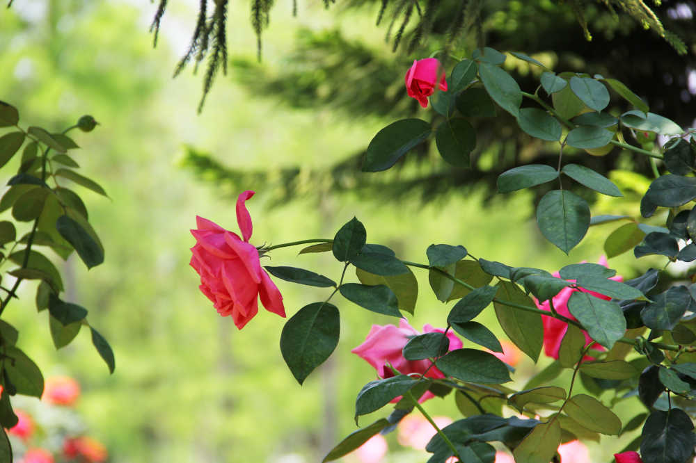 一枝红色月季花