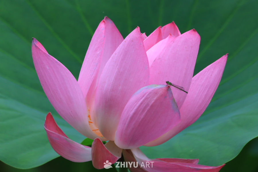 荷花 113