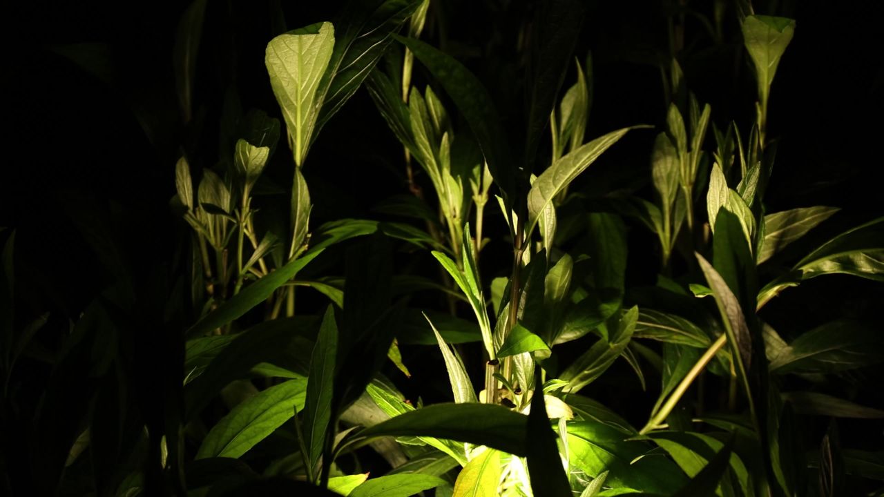 夜晚的植物